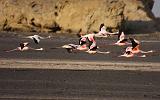 TANZANIA - Lake Natron Flamingos - 02